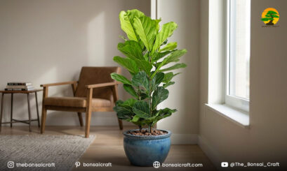Ficus Lyrata Care & Growing Tips (Fiddle Leaf Fig) - Bonsai Craft