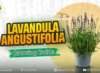 Healthy Lavandula angustifolia (English lavender) plant with fragrant purple flowers growing in a sunny garden.