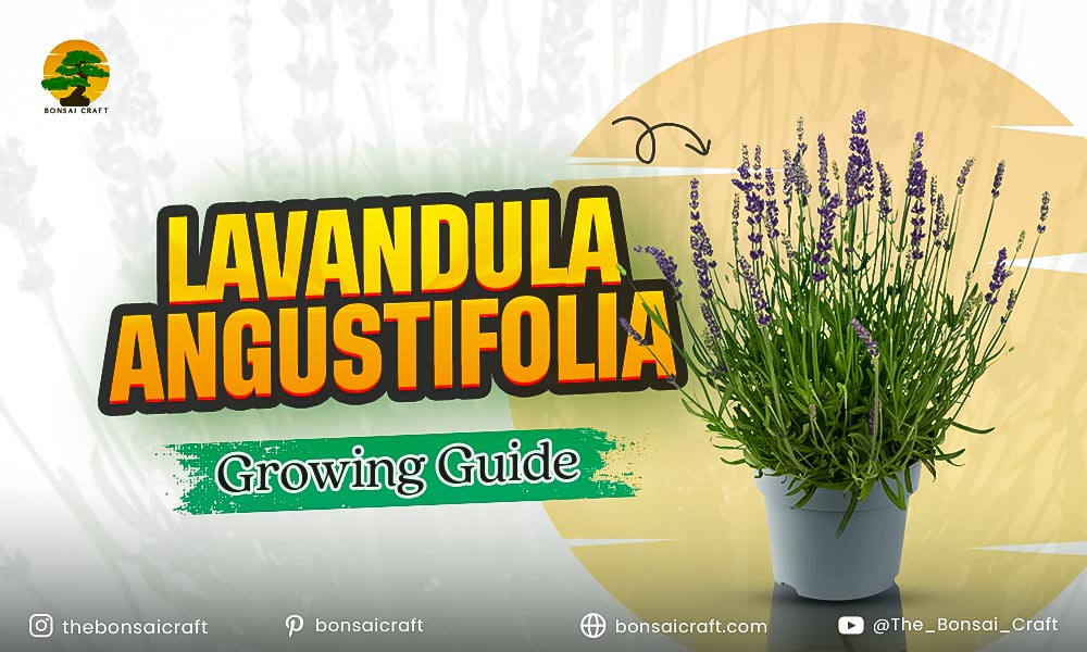 Healthy Lavandula angustifolia (English lavender) plant with fragrant purple flowers growing in a sunny garden.