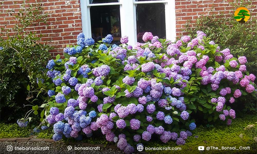Hydrangea macrophylla planted in a shaded garden area receiving bright, indirect sunlight.