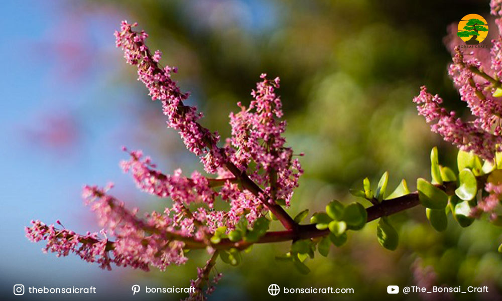 Portulacaria afra plant showing small delicate flowers during its natural blooming period.
