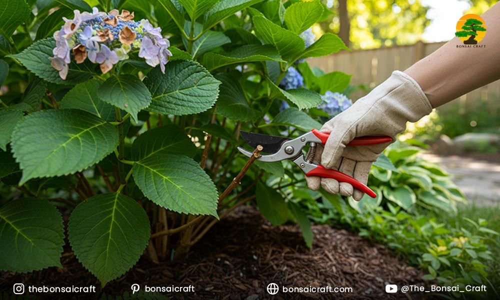 Pruning Hydrangea macrophylla branches to encourage healthier growth and more blooms.