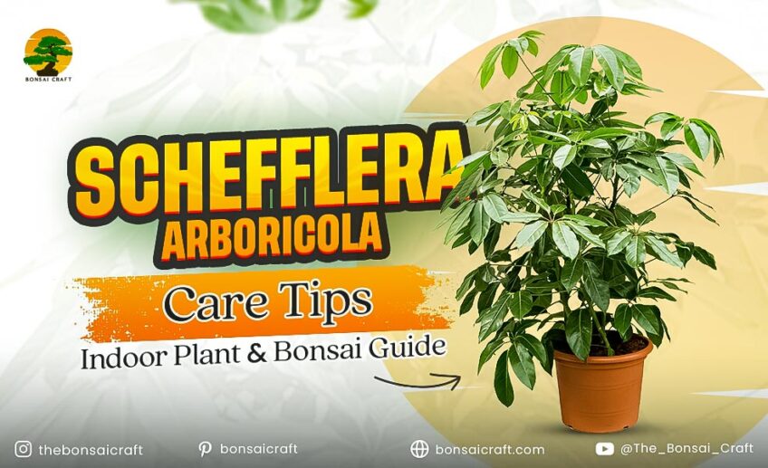 Healthy Schefflera arboricola with glossy umbrella-shaped leaves growing indoors as a houseplant and bonsai
