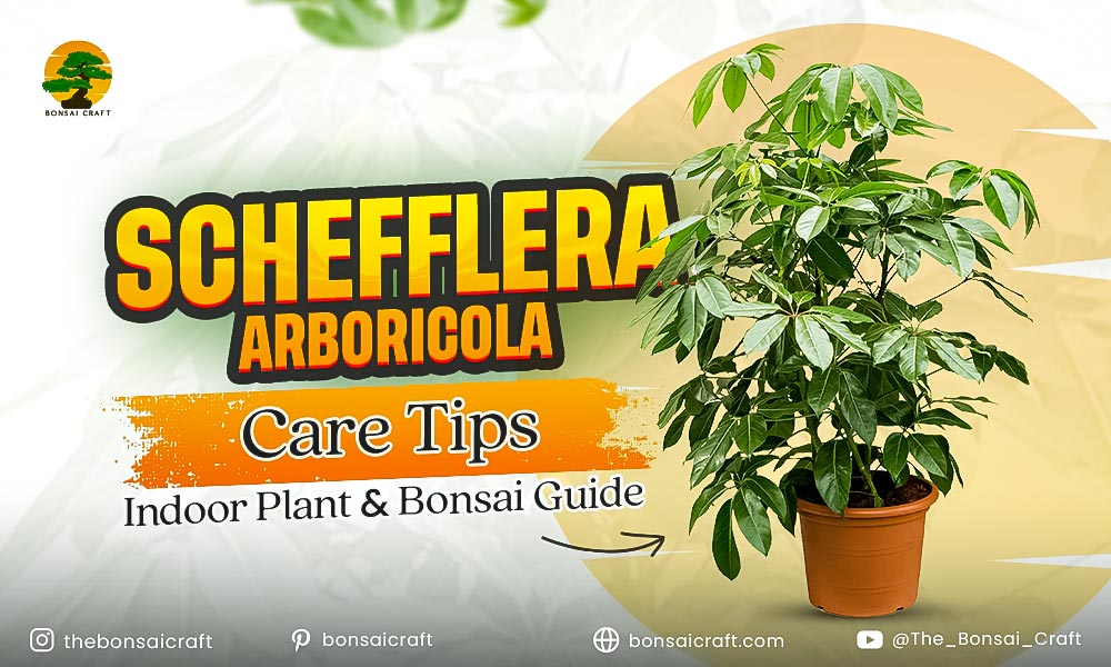 Healthy Schefflera arboricola with glossy umbrella-shaped leaves growing indoors as a houseplant and bonsai