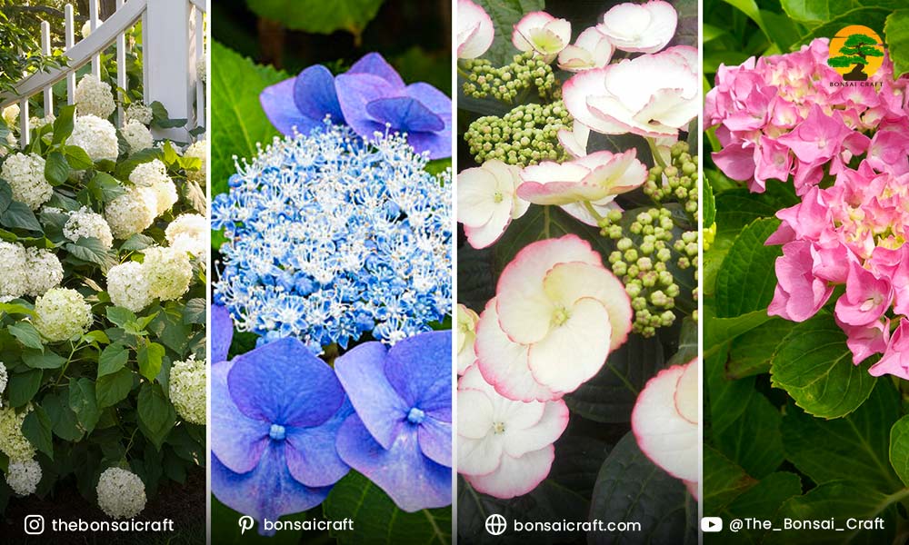Different Hydrangea macrophylla varieties displaying mophead and lacecap flower types in a garden.