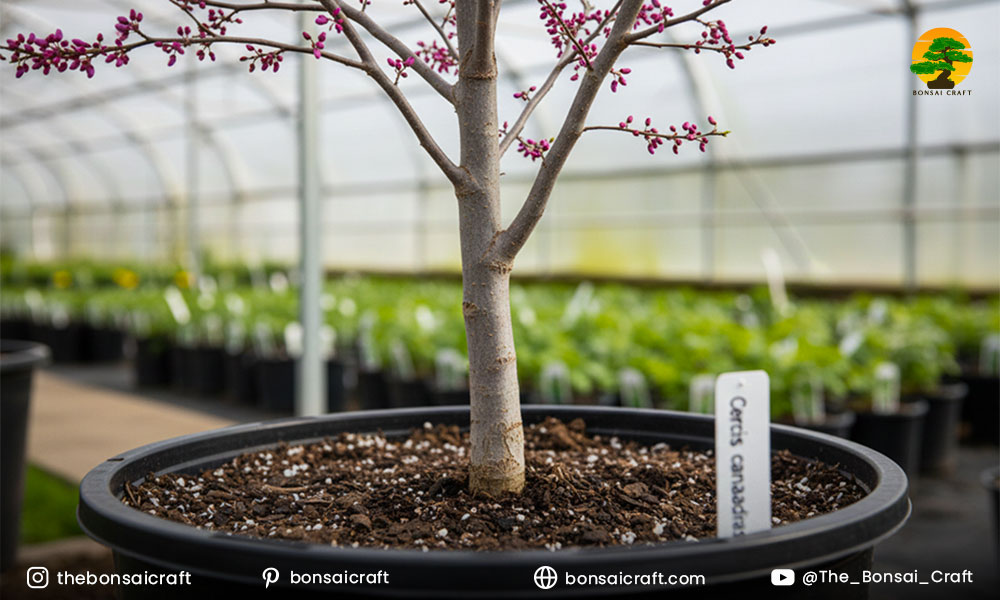 Cercis canadensis saplings displayed at a plant nursery, ready for purchase and planting.