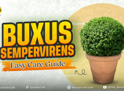 Healthy Buxus sempervirens (boxwood) shrub with dense green foliage growing in a well-maintained garden.