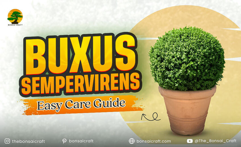 Healthy Buxus sempervirens (boxwood) shrub with dense green foliage growing in a well-maintained garden.