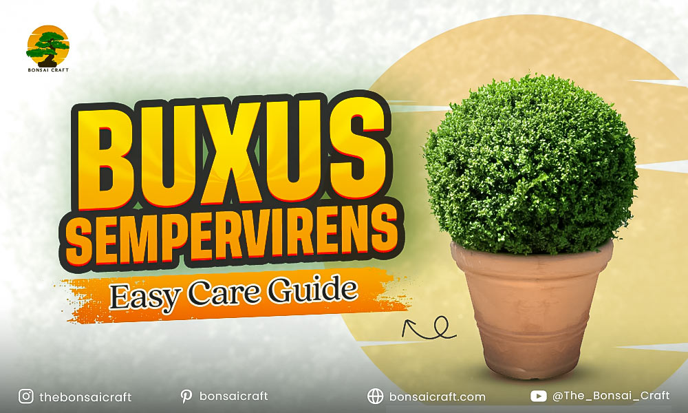 Healthy Buxus sempervirens (boxwood) shrub with dense green foliage growing in a well-maintained garden.