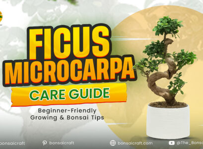 Ficus Microcarpa Care Guide: Beginner & Bonsai Tips