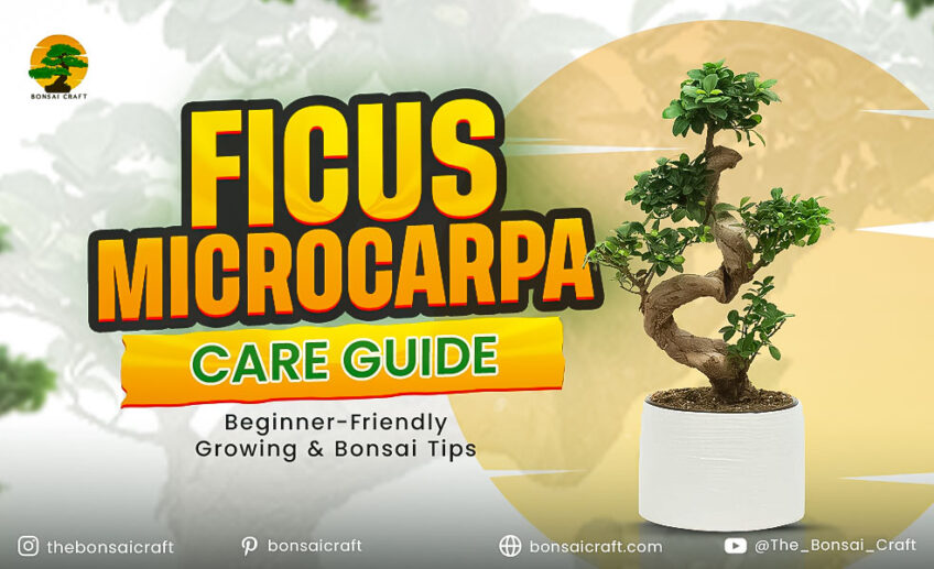 Ficus Microcarpa Care Guide: Beginner & Bonsai Tips