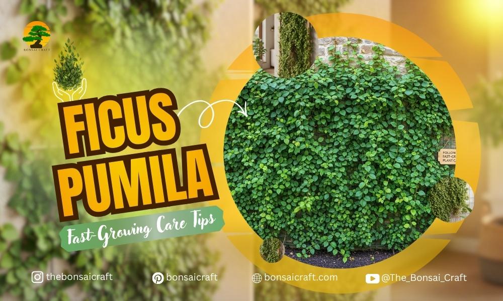 Ficus Pumila Fast-Growing Care Tips