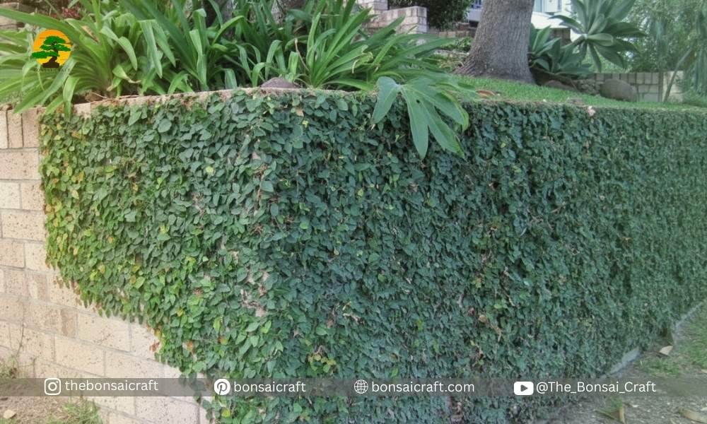 Ficus Pumila Plant Characteristics and Growth Habit