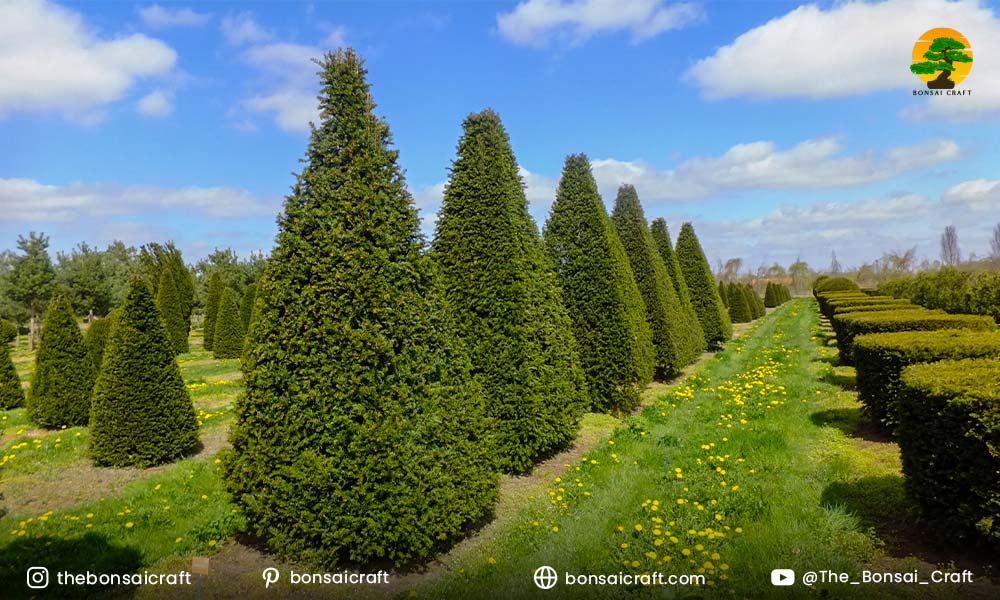 How Fast Does Taxus Baccata Grow?