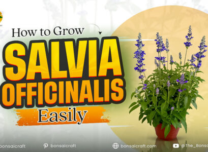 Healthy Salvia officinalis (common sage) plant growing in a sunny garden with soft green leaves and woody stems.