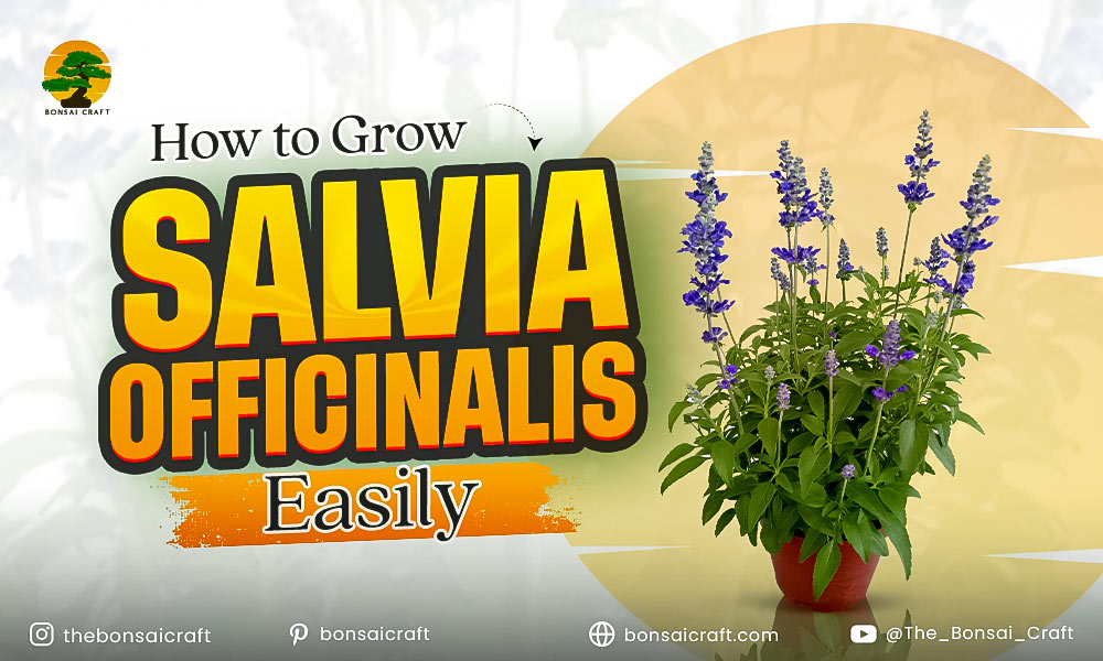 Healthy Salvia officinalis (common sage) plant growing in a sunny garden with soft green leaves and woody stems.