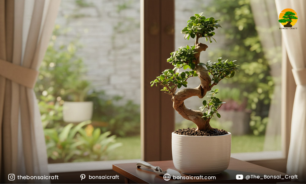 Ficus microcarpa ginseng bonsai with thick exposed roots and compact foliage under proper care