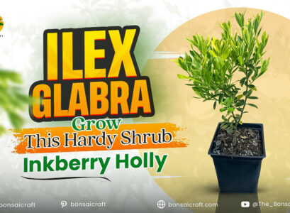Learn how to grow Ilex glabra, a hardy and low-maintenance shrub perfect for any garden.