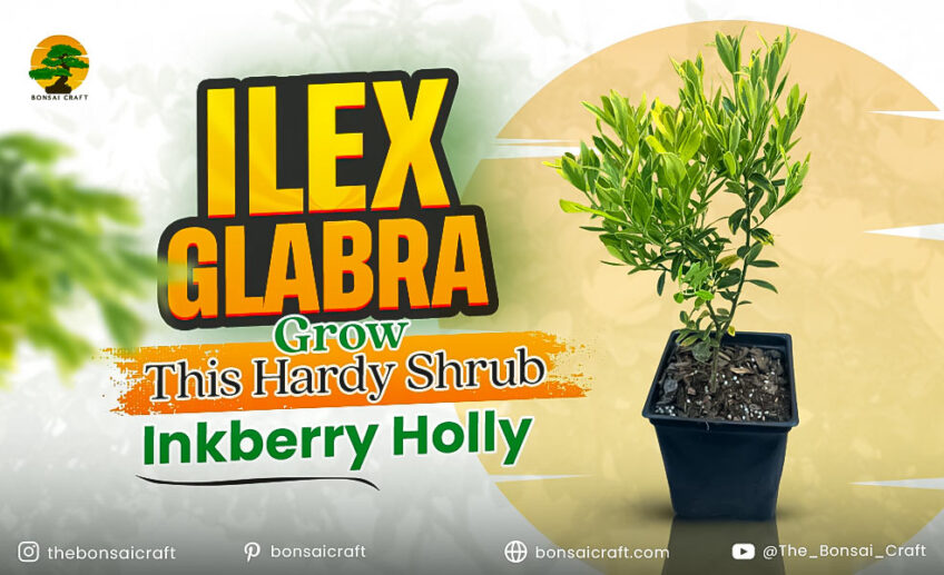 Learn how to grow Ilex glabra, a hardy and low-maintenance shrub perfect for any garden.