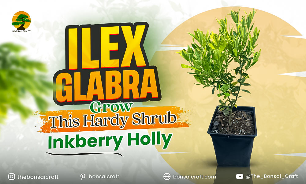 Learn how to grow Ilex glabra, a hardy and low-maintenance shrub perfect for any garden.