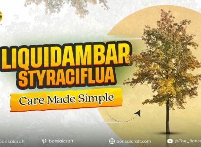 Liquidambar styraciflua care made simple with easy tips for growing a healthy Sweetgum tree