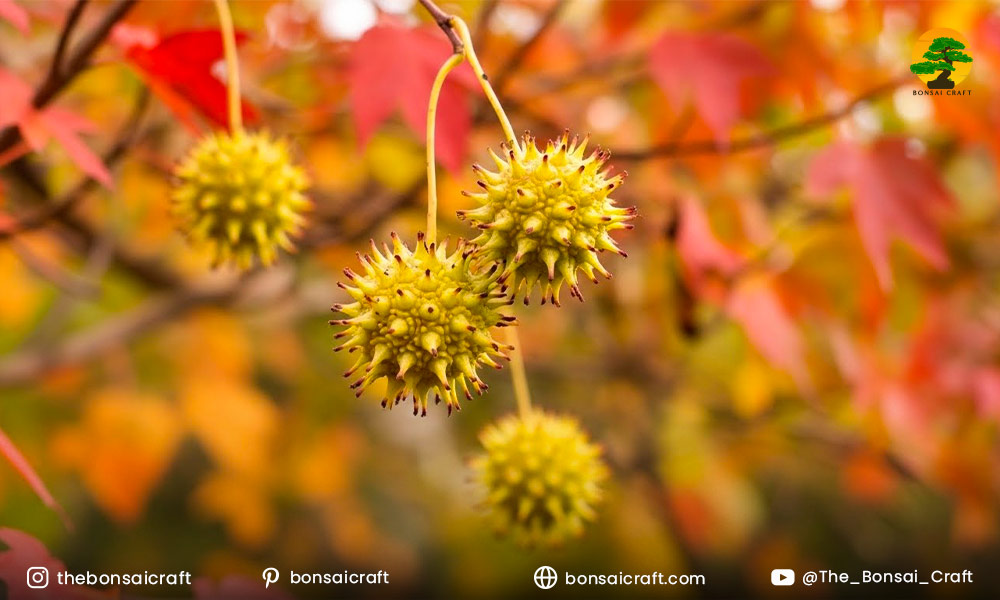 Learn practical ways of managing Sweetgum gumballs, a small trade-off for this beautiful tree.
