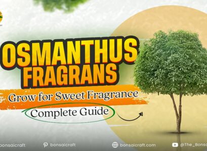 Osmanthus fragrans plant growing in a garden with glossy evergreen leaves and fragrant seasonal flowers