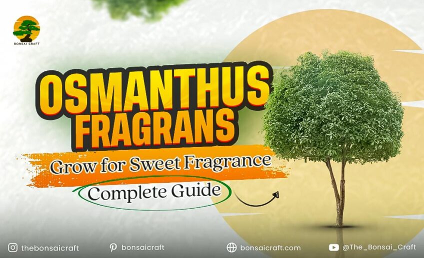 Osmanthus fragrans plant growing in a garden with glossy evergreen leaves and fragrant seasonal flowers