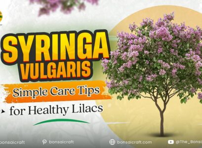 Healthy Syringa vulgaris (common lilac) shrub with fragrant purple flowers in full bloom