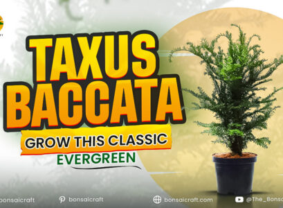 Taxus Baccata: Grow This Classic Evergreen Yew Tree