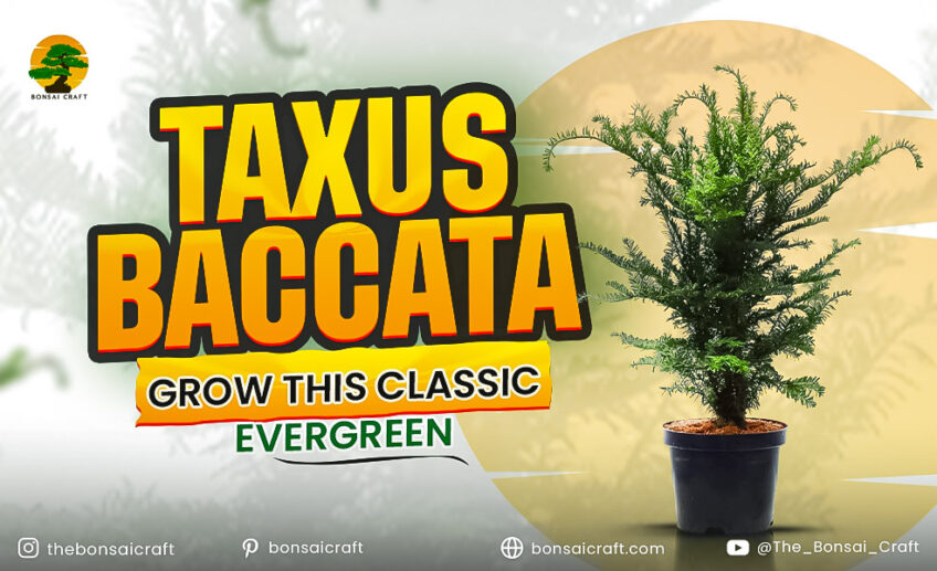 Taxus Baccata: Grow This Classic Evergreen Yew Tree