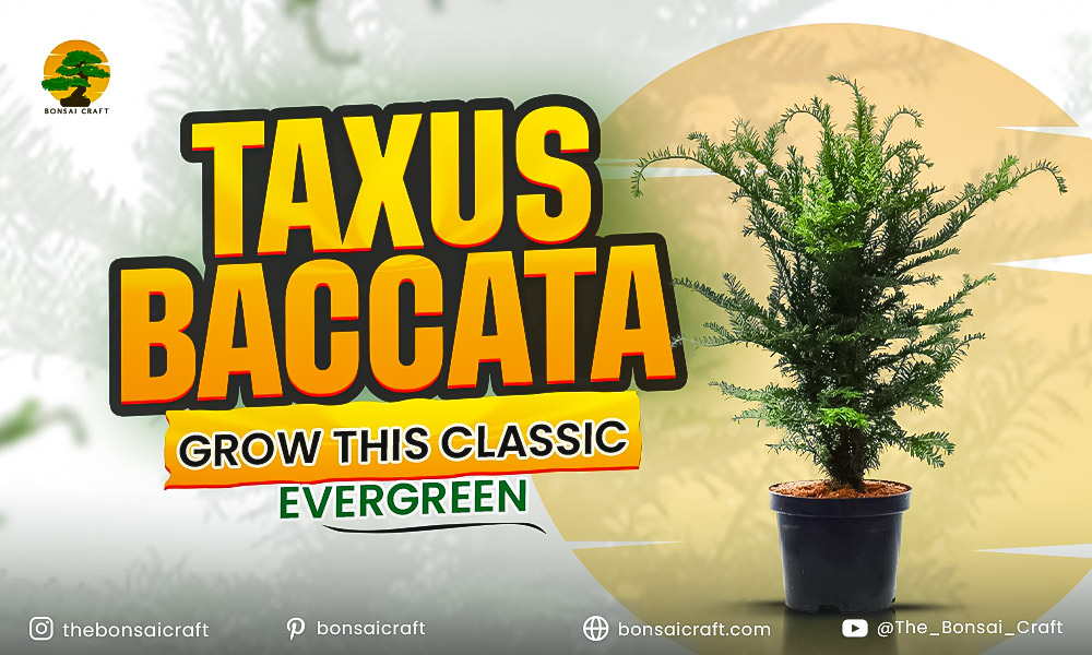 Taxus Baccata: Grow This Classic Evergreen Yew Tree