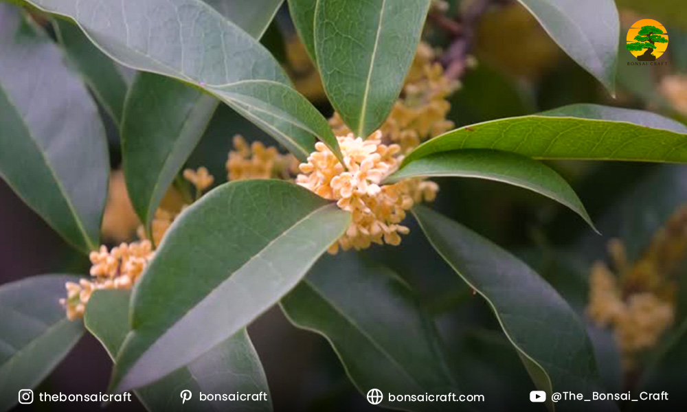 Mature Osmanthus fragrans shrub showing its full height, width, and natural growth habit