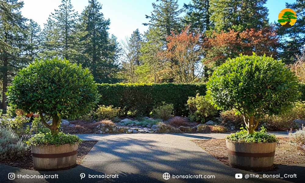 Bonsai and Decorative Training Uses