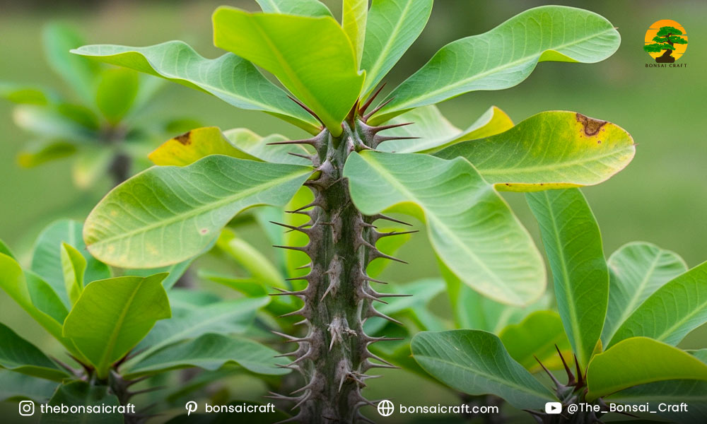 Common Pests and Problems in Crown of Thorns Care