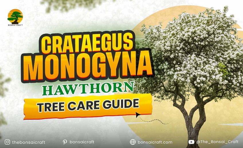 Crataegus monogyna (Hawthorn) Care: Soil, Pruning & Common Problems