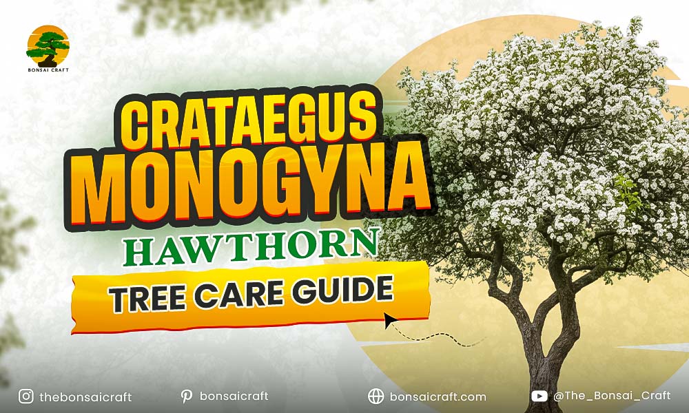 Crataegus monogyna (Hawthorn) Care: Soil, Pruning & Common Problems