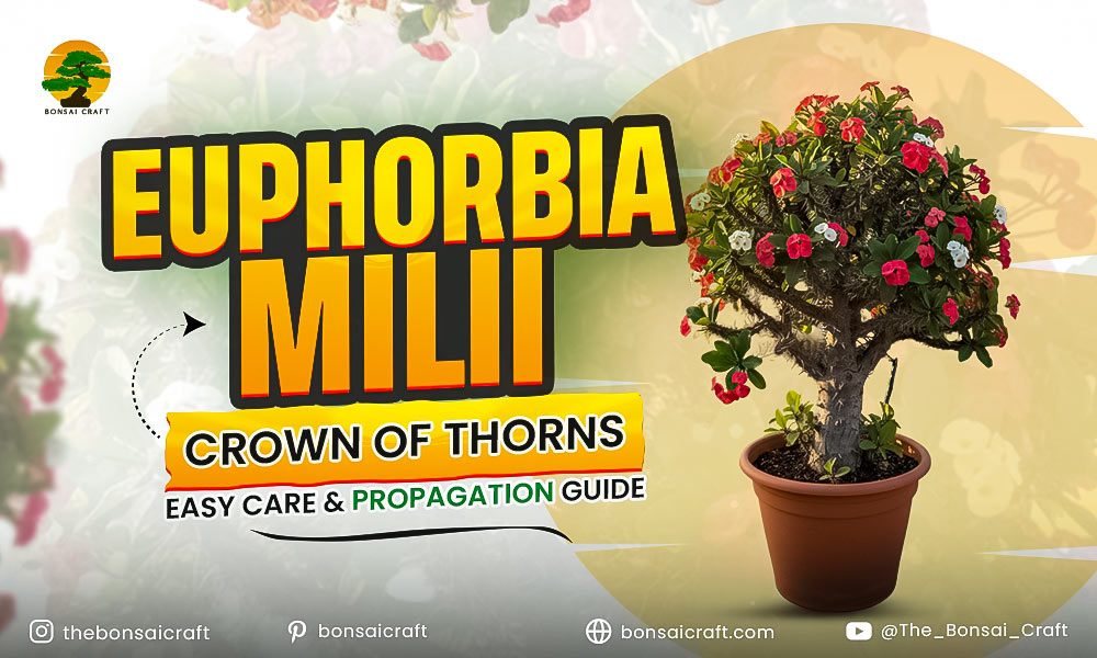 Euphorbia milii (Crown of Thorns): Easy Care & Propagation Guide