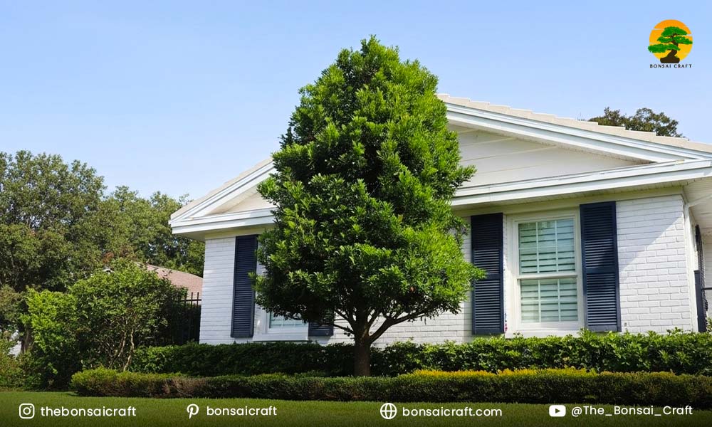 How Big Does Laurus nobilis Grow?