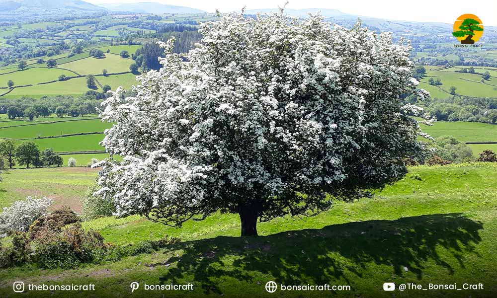 How Big Does a Crataegus monogyna Tree Get?