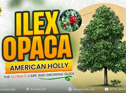 American Holly (Ilex opaca) – Care & Cultivar Guide