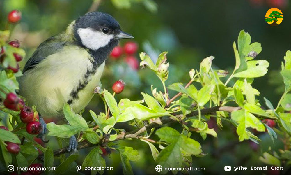 Is Crataegus monogyna Good for Wildlife?