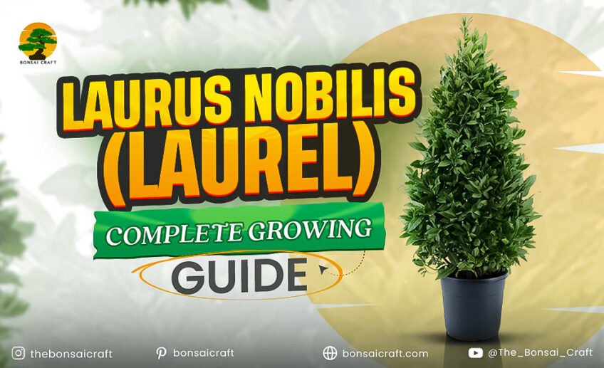Laurus nobilis (Laurel): Complete Growing Guide