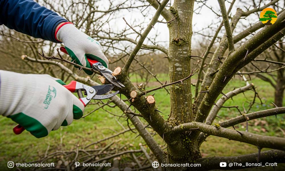 Pruning a Hawthorn Tree for Structure and Safety