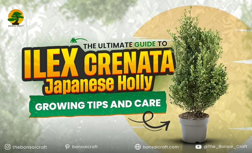 Ilex crenata (Japanese Holly) Care & Growing Guide
