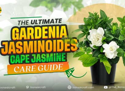 The Ultimate Gardenia jasminoides (Cape Jasmine) Care Guide