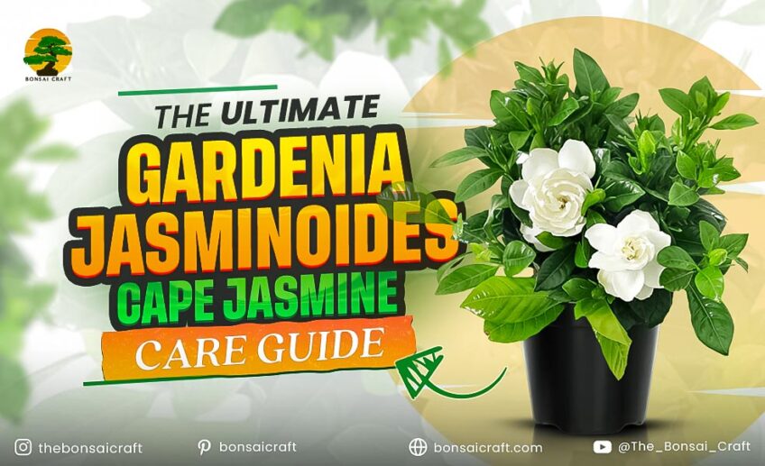 The Ultimate Gardenia jasminoides (Cape Jasmine) Care Guide