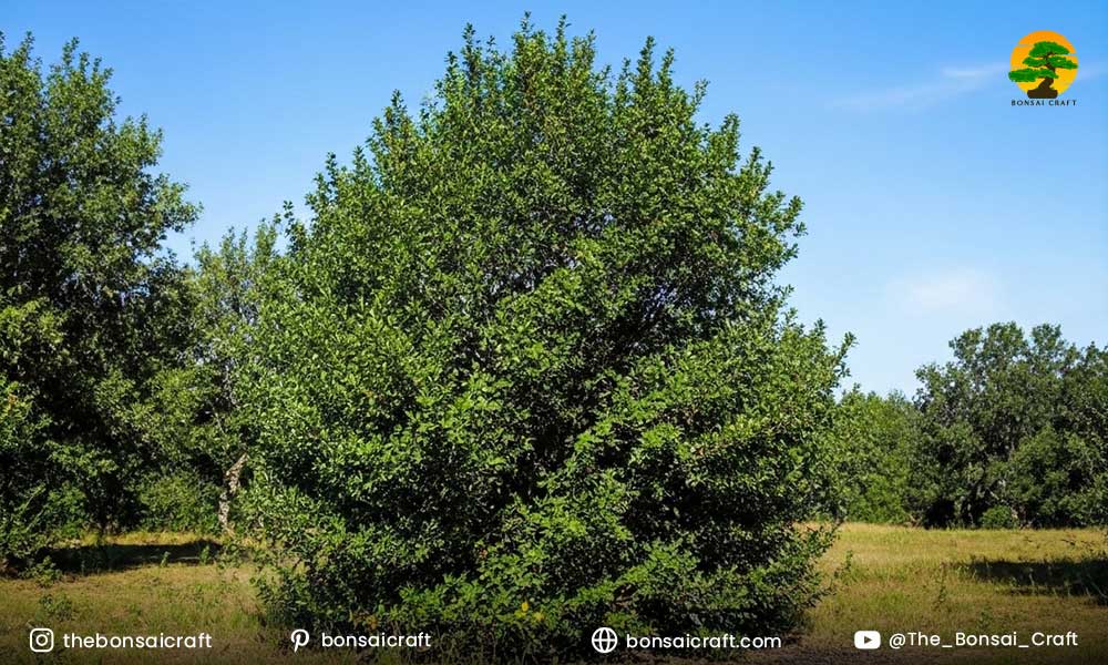 What is the Best Environment for Ilex opaca Greenleaf?