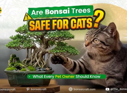 Are Bonsai Trees Safe for Cats? What Every Pet Owner Should Know