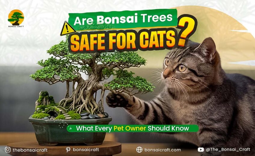 Are Bonsai Trees Safe for Cats? What Every Pet Owner Should Know